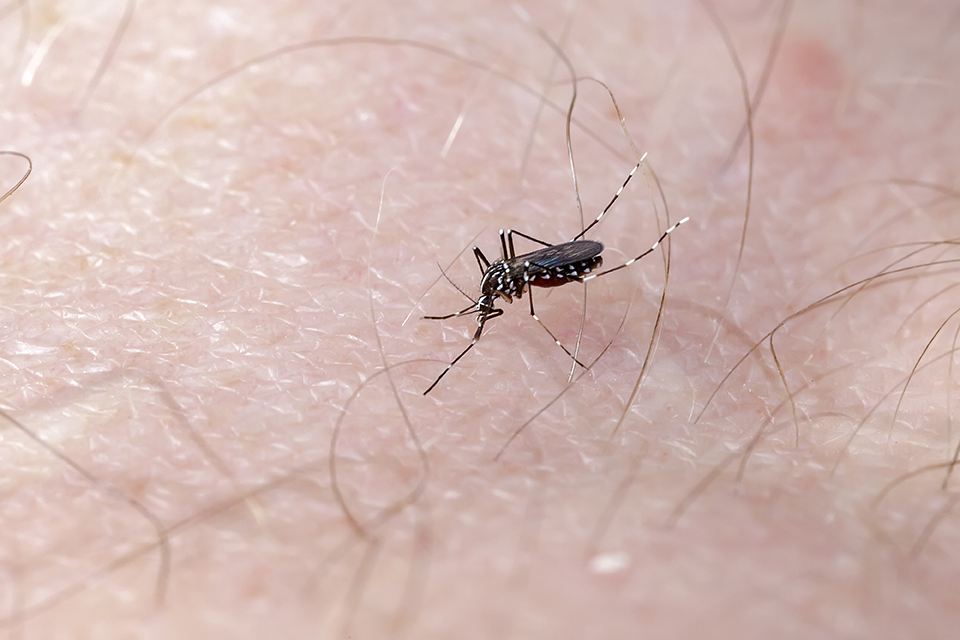 Dengue em 2022: novo surto epidêmico alerta comunidade científica